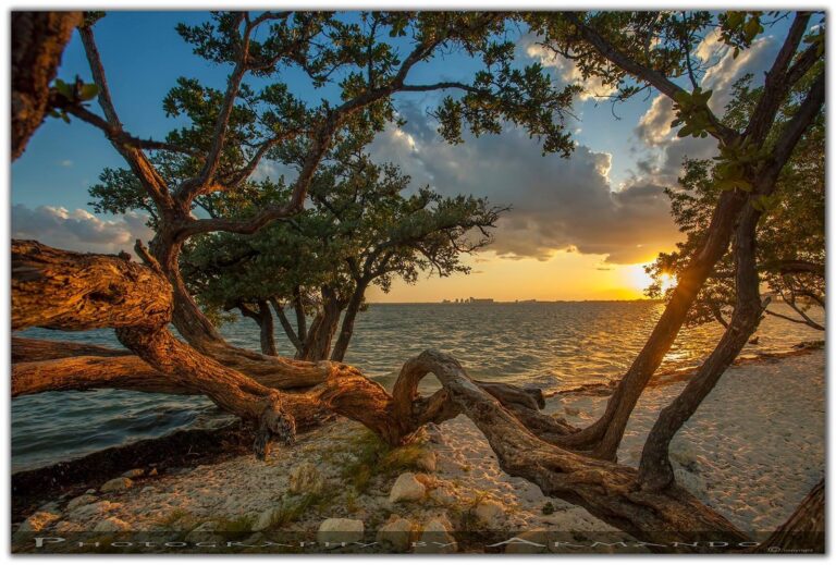 Amazing Capture, “Sunset Tree” by Armondo’s Photos