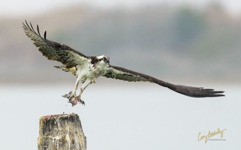 Osprey version of a McFish Sandwich “On-The-Go”