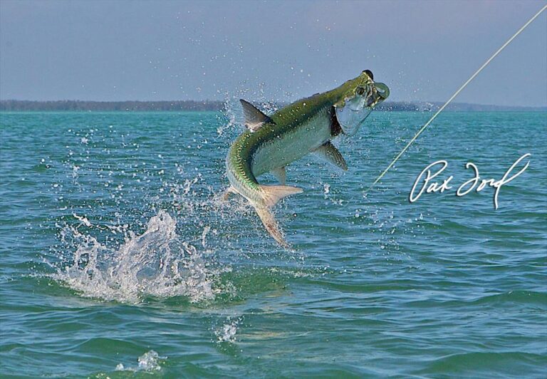 Amazing capture while Tarpon Fishing by Pat Ford.