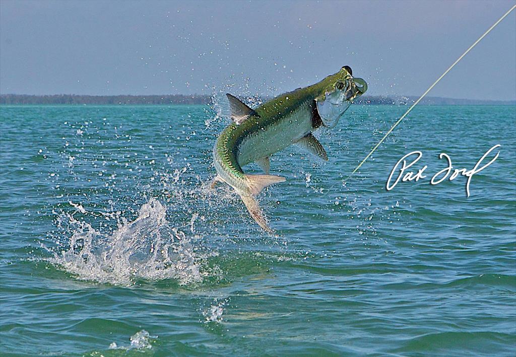 Amazing capture while Tarpon Fishing by Pad Ford