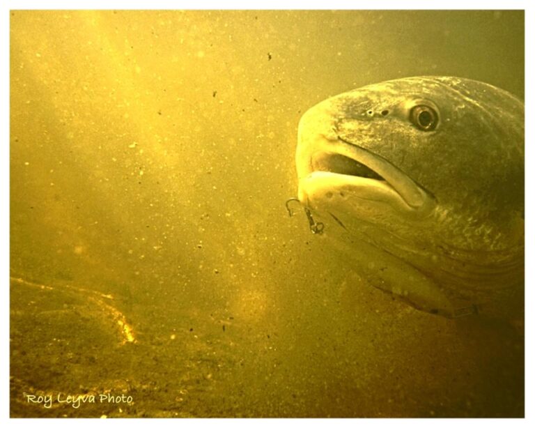 Redfish like to play “catch” with the Rapala Skitter Walk