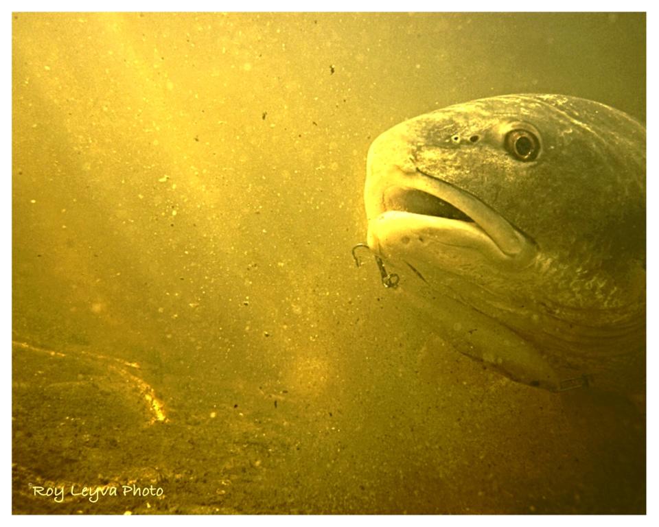 Roy Leyva using the Rapala Skitter Walk to catch the Red Drum