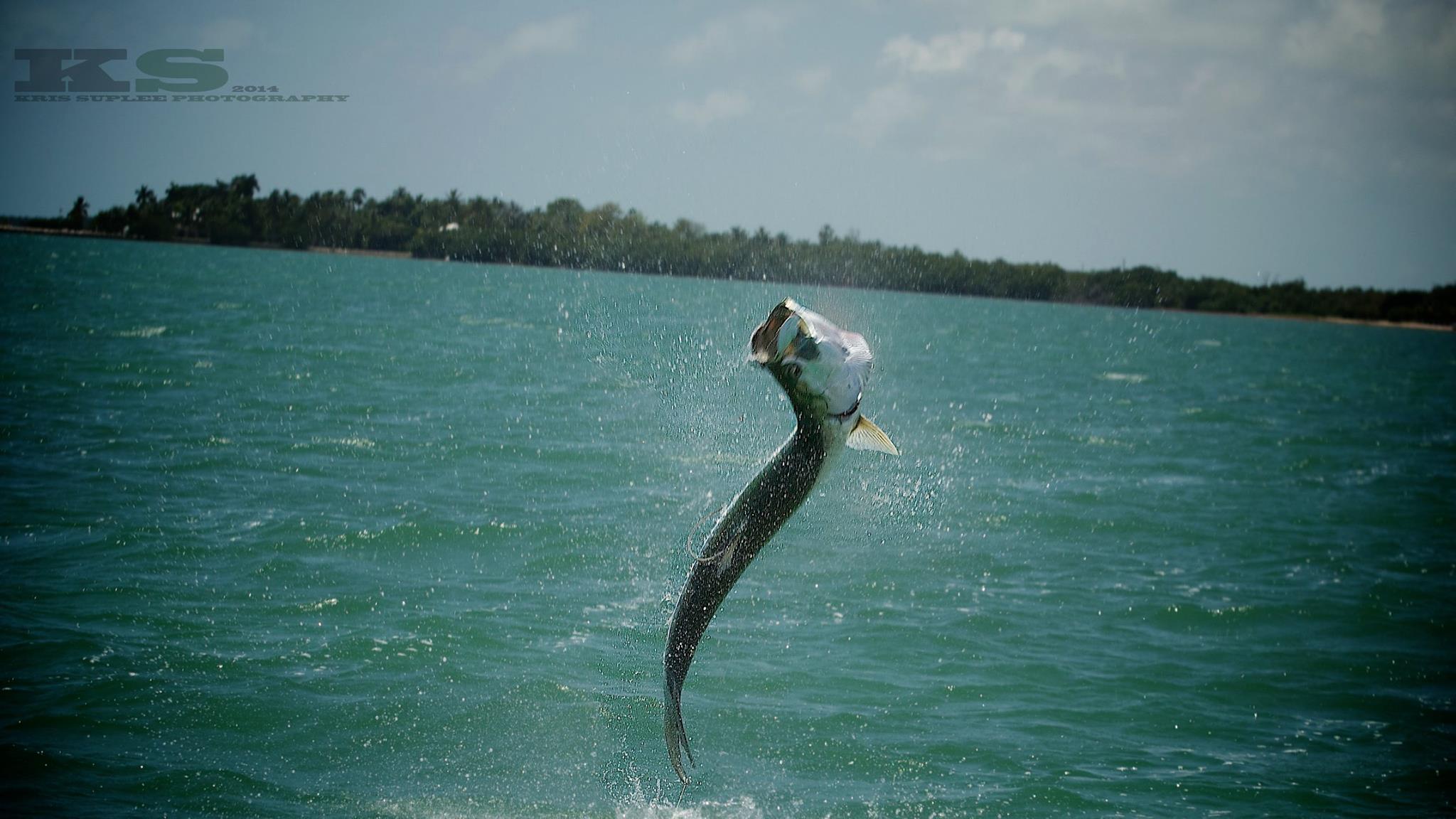 Tarpon Fishing is getting hot and heavy in Boca Grande, Florida