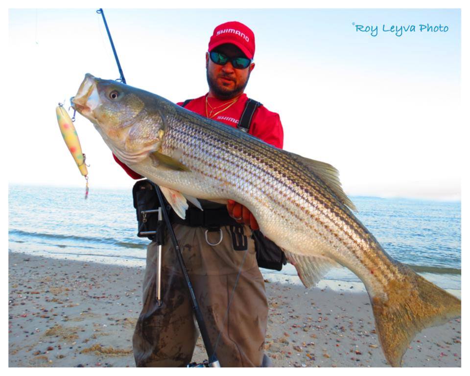 Striper fishing is heating up in the Northeast.