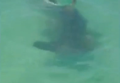 MONSTER Hammerhead shark sighted hunting in Bradenton for Tarpon