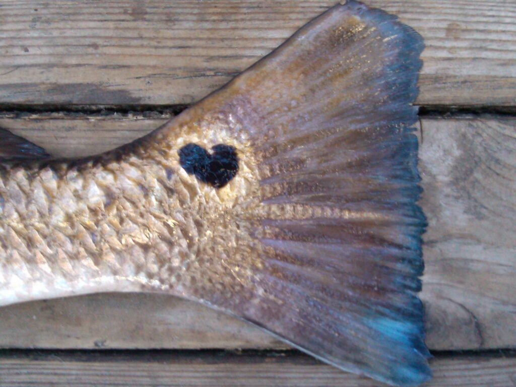 Texas Redfish with heart shaped spot!