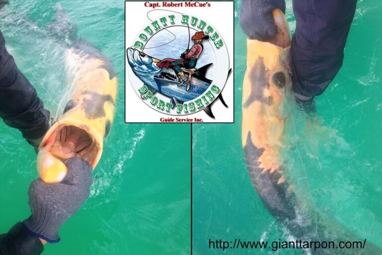 Rare piebald tarpon caught in Tampa Bay, Florida by Capt. Robert McCue.