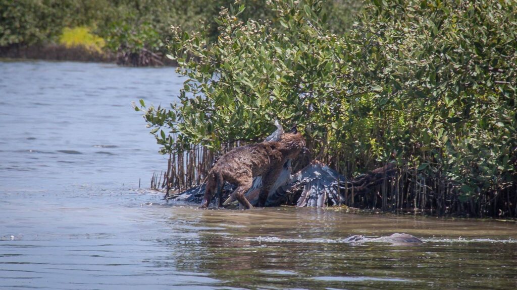 florida fishing