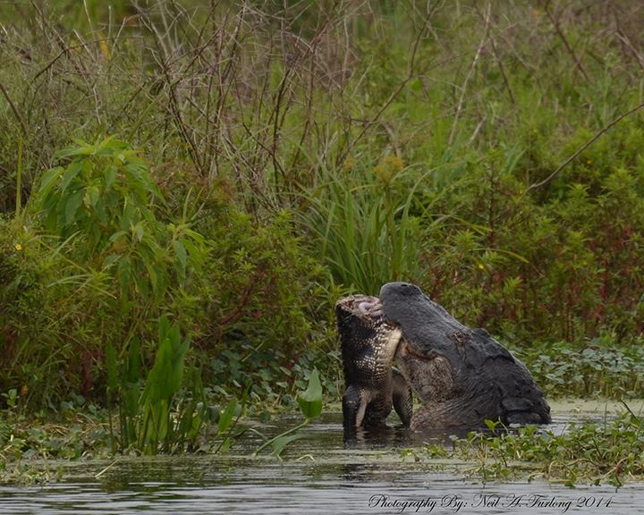 Florida Alligator Fight by Neil A. Furlong