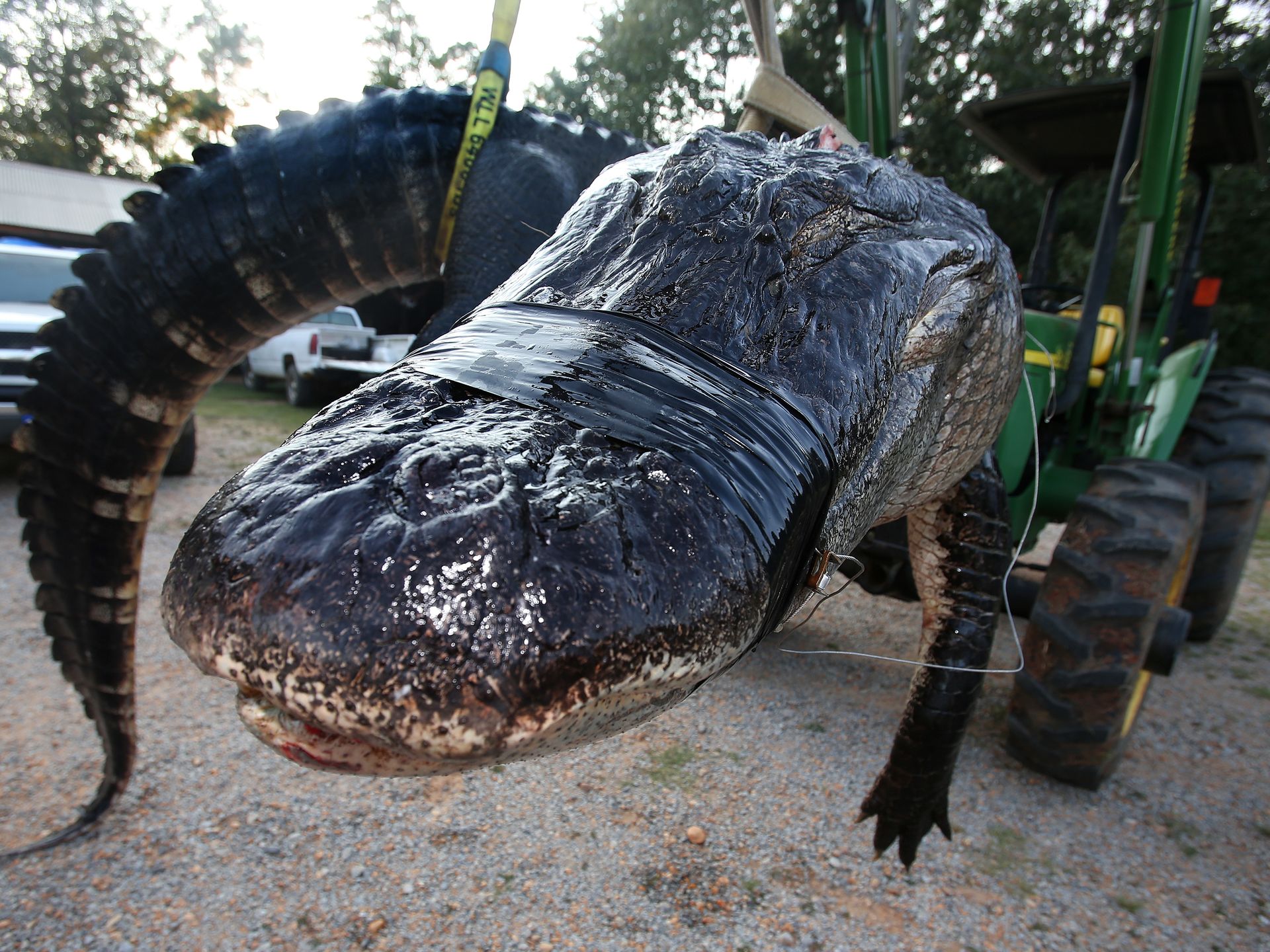 Alabama-Alligator-Record, Credit: AP Photo/Al.com, Sharon Steinmann