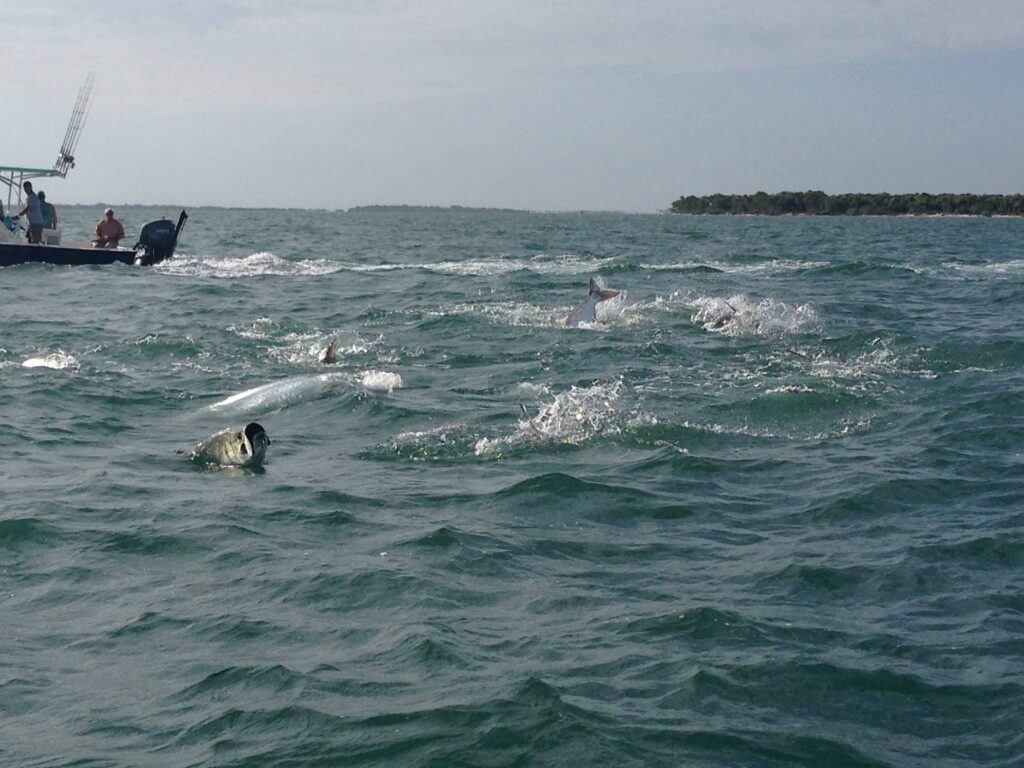 Tarpon Fishing in Captiva Florida