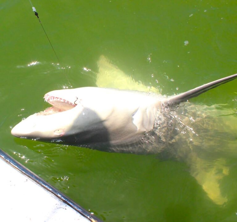 Yankeetown Fishing with Billy Nast..Snook, Shark, Grouper oh My!