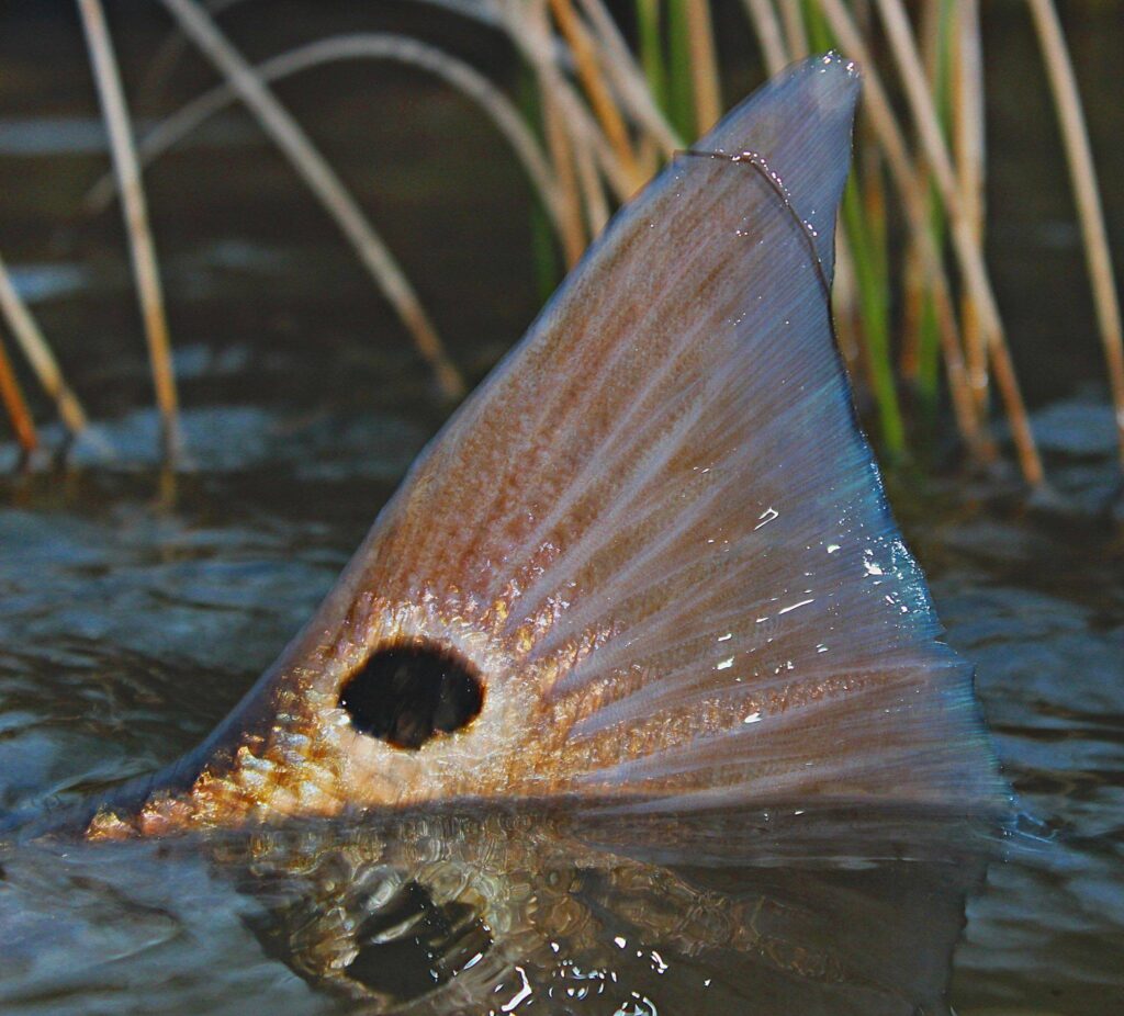 Redfish Tailing by Brandon