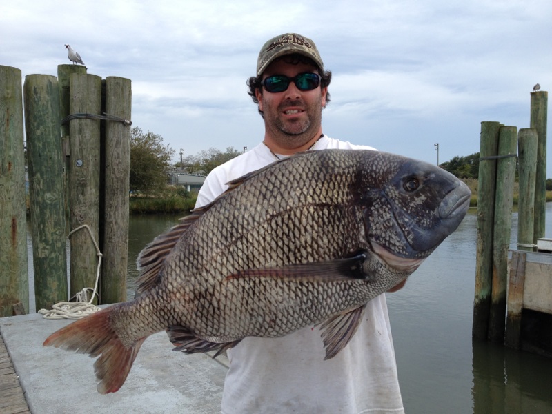 Dave Walker, Delaware Sheepshead State Record