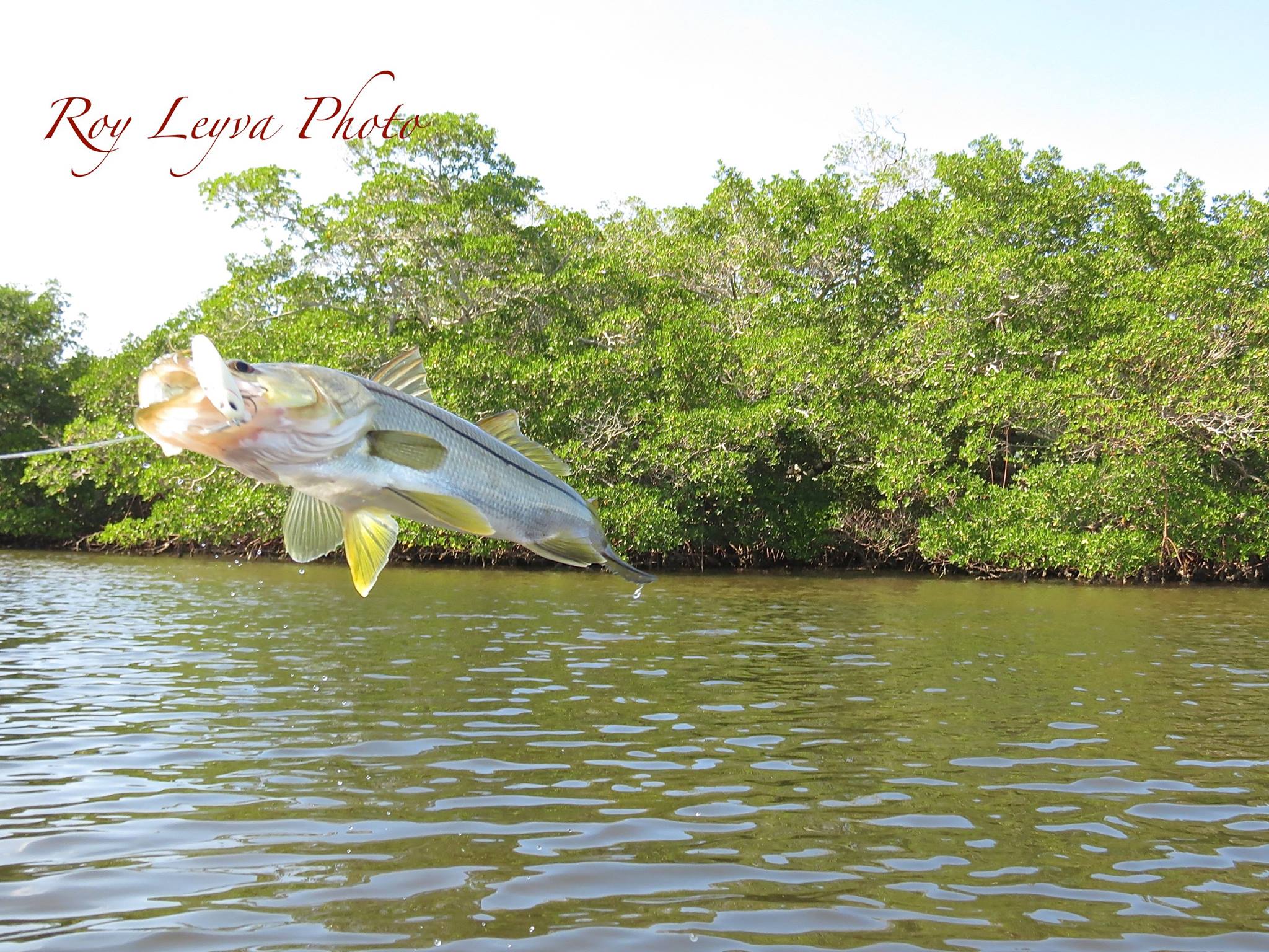 The Shimano Suspending Waxwing 88 works great on Snook