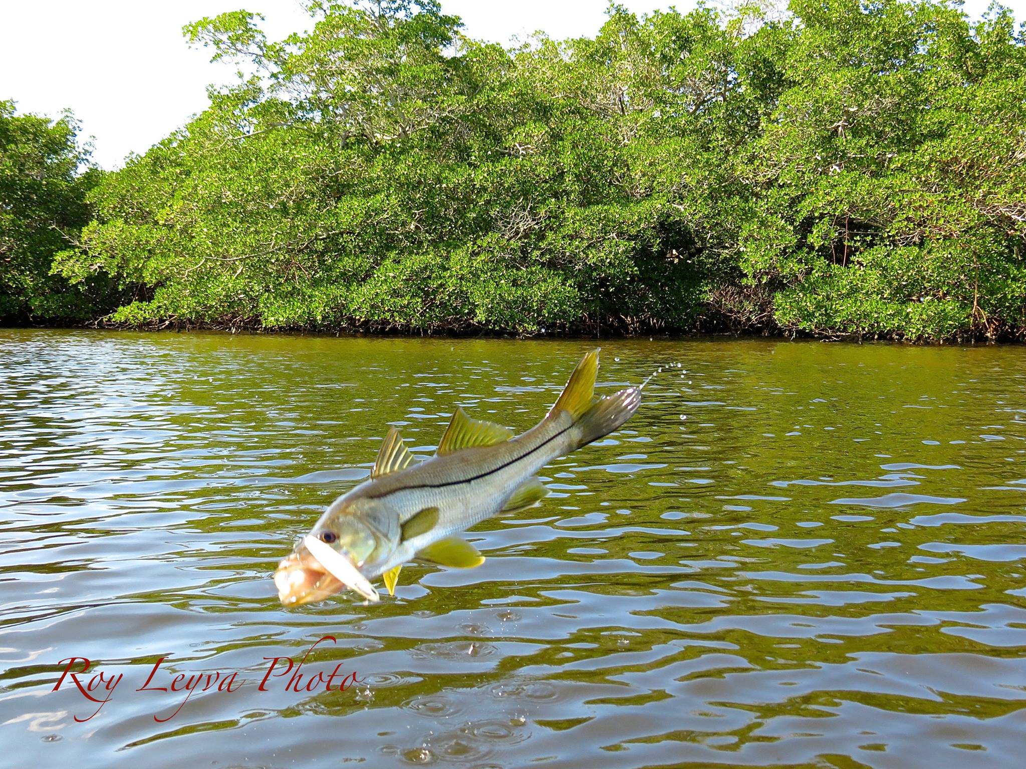 Snook awaiting baitfish to ambush around mangroves can't resist the Shimano Suspending Waxwing 88.