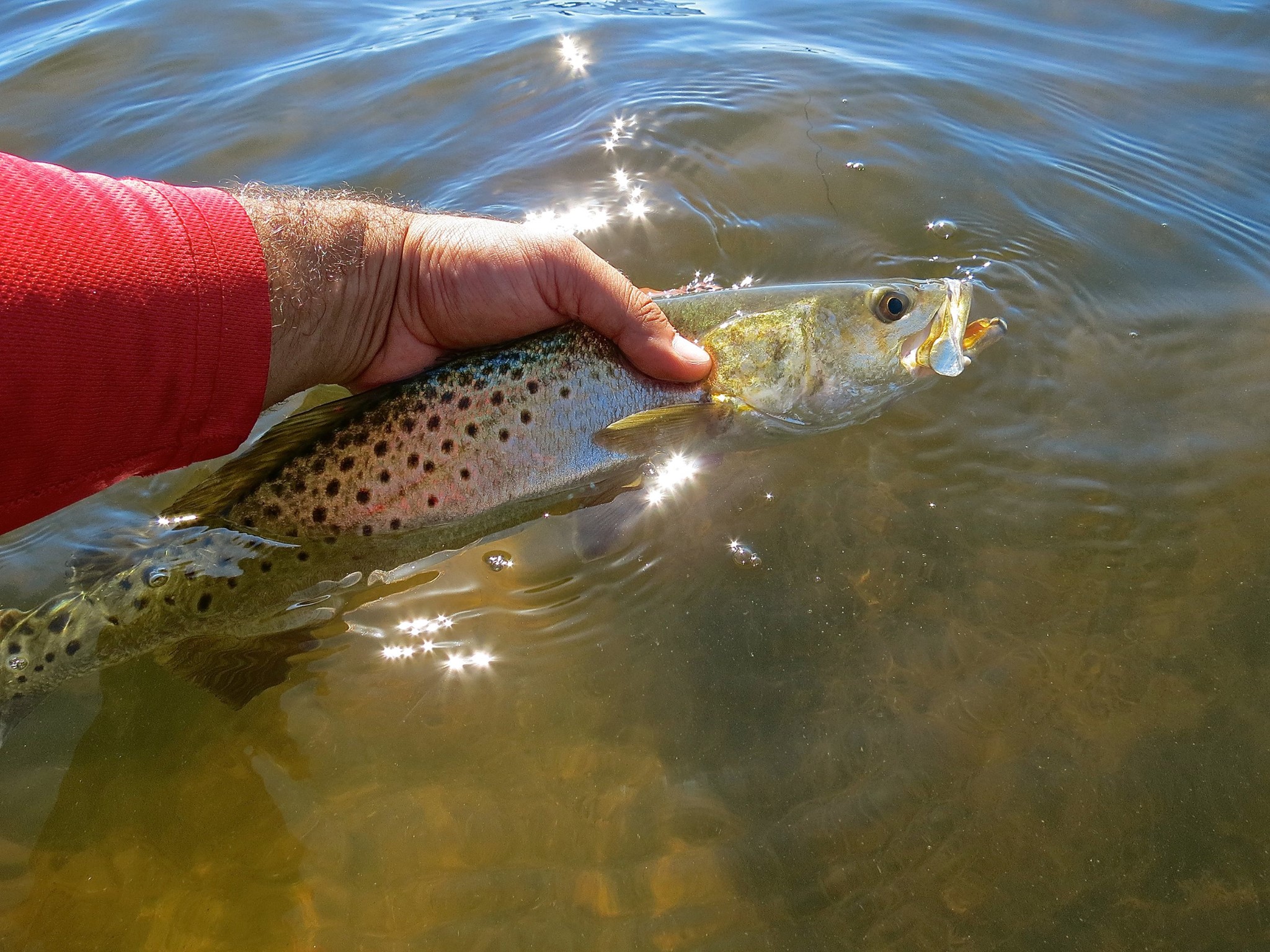 Regulars on Florida's grass flats, the predatory Speckled Trout make perfect targets for the Shimano Suspending Waxwing 88.