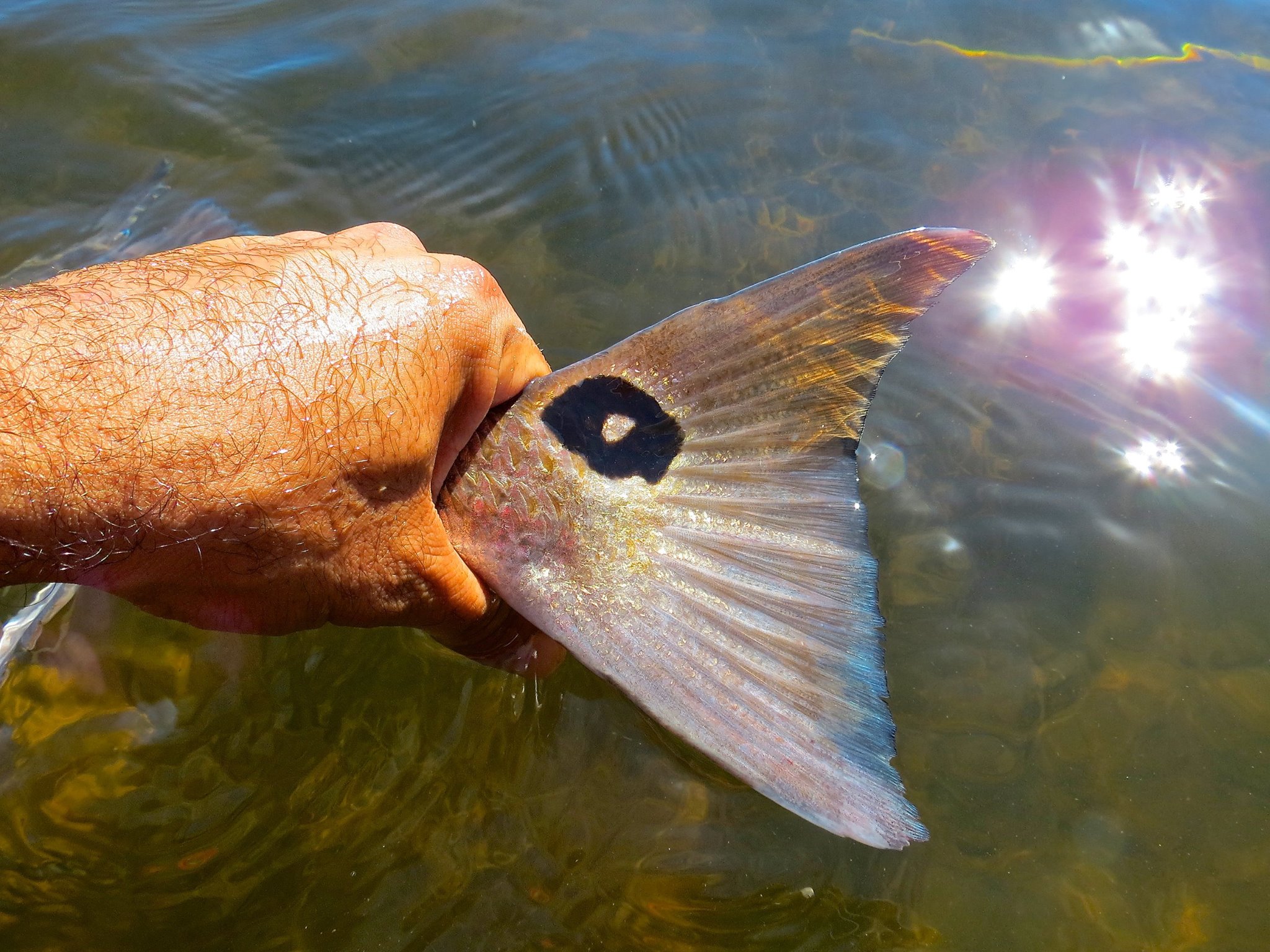 The Shimano Suspending Waxwing 88's action is perfect for Florida's shallow grass flats while chasing tailing redfish on incoming and outgoing tides.