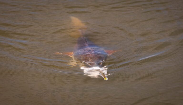 Angry Redfish goes cross-eyed chasing a popper