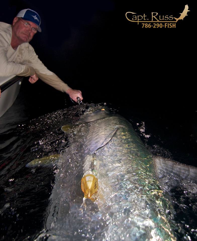 You ready for a BUCKET LIST poon? Call Capt. Russ: 786-290-3474. Capt. Russ is reporting an EPIC start of his tarpon season and is ready to roll! Pictured is a monster poon measured in around 140# released in Miami with RJ Boyle while affixing a transponder by the Bonefish Tarpon Trust. 