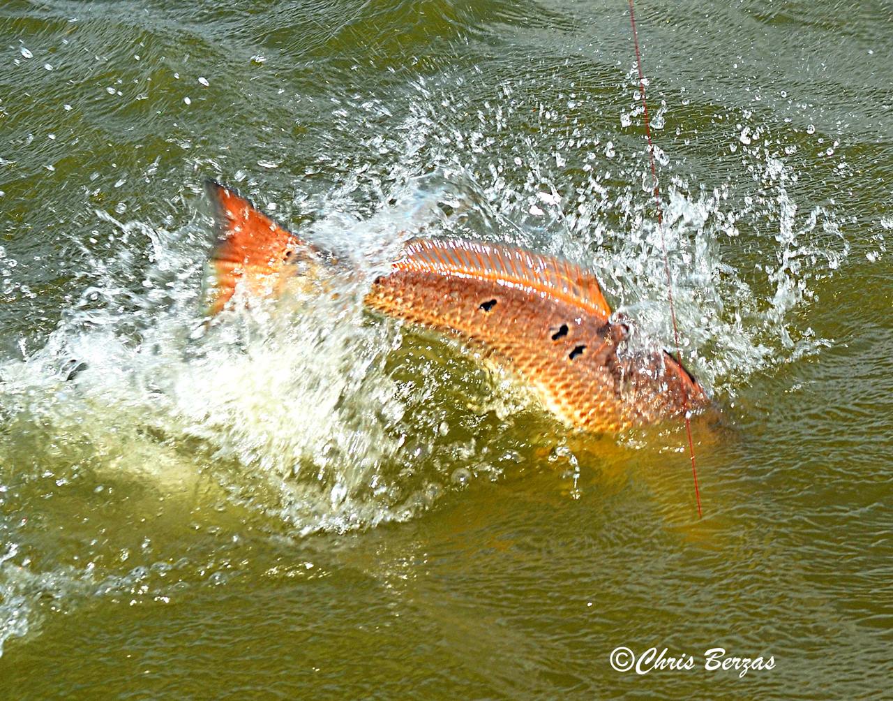 Chris Berzas comes up with one of the coolest captures we've seen in awhile. He calls this the "Leaping Bull Red" and says, "This capture is showing what the famous bull rides in Venice, Louisiana are all about!" -- Follow Chris and the crew over at Egret Baits for more fun.