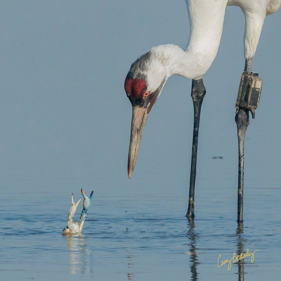 Crab vs. Whooping Crane by Cissy Beasley