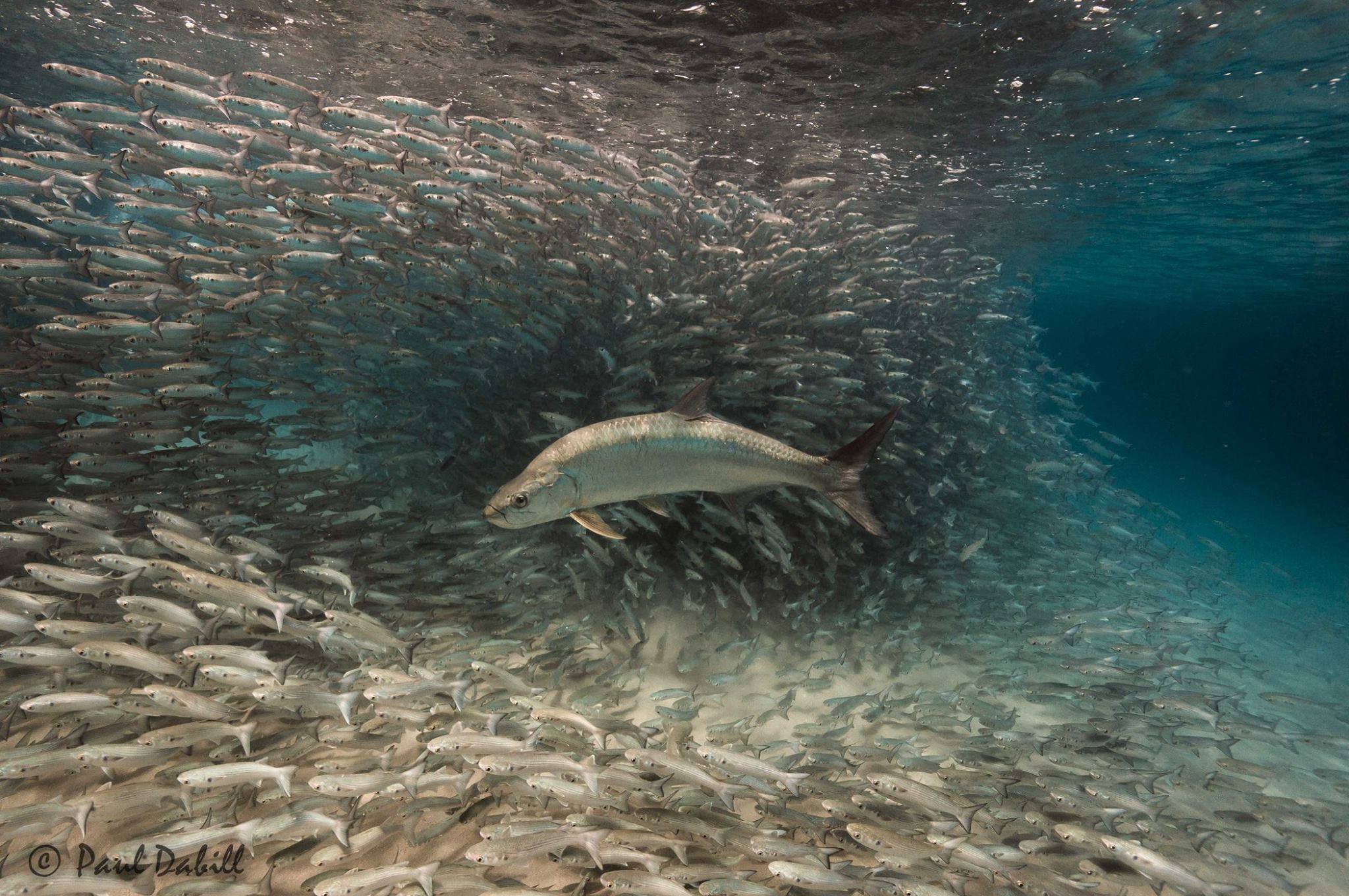 AMAZING tarpon & Baitball action off of Singer Island, FL courtesy of Paul Dabill Photography...check out his prints, Paul is AWESOME! -- https://www.facebook.com/PaulDabillPhotography