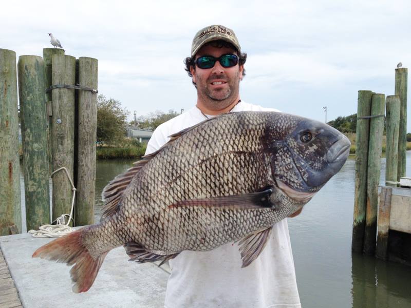 Congrats to Dave Walker who broke the DE Sheepshead State Record! Dave's’s catch weighed 17.1-pounds, measured 28 inches long, and had a girth of 24 inches. Click here for a few other pics he sent in of this MONSTER sheepie!