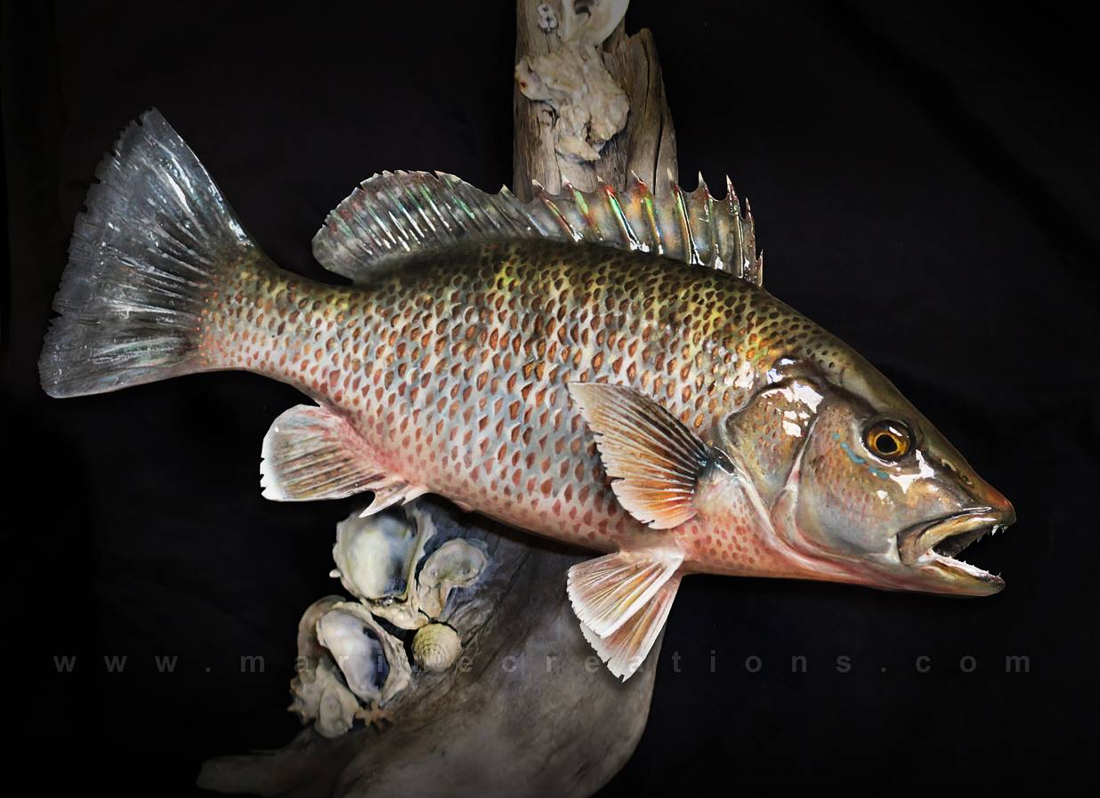 15" Mangrove Snapper replica