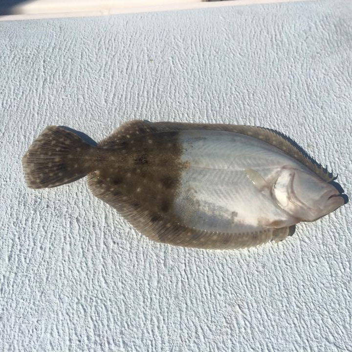 Confused Flounder or Master Camouflage?