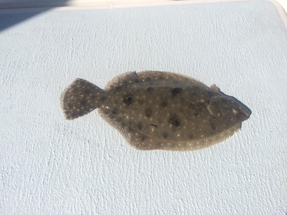 flounder