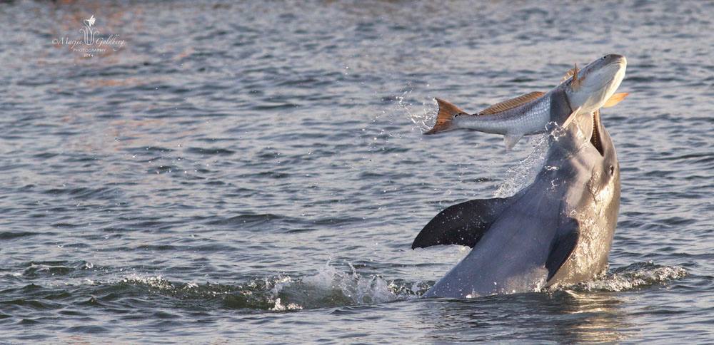 WOW! Marjie Goldberg-Photography came up with an AMAZING capture of this dolphin "KERPLUNKING" - Marjie says, "This is an actual scientific term where the dolphin slaps the fish out of the water with one of its tail flukes to stun the fish. Nice work, Marjie!