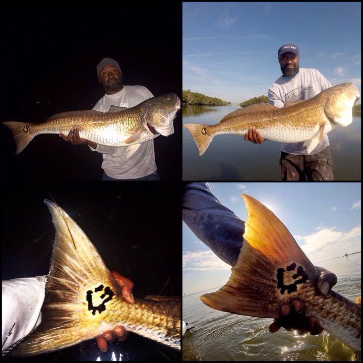 Running with the Bulls, TWICE! Mike Goodwine gave the same bull redfish a sore lip, TWICE within 10 months! Pretty cool story and close ups PLUS a bonus video here: http://www.skifflife.com/?p=989495 - Great work, Mike...awesome stuff! 