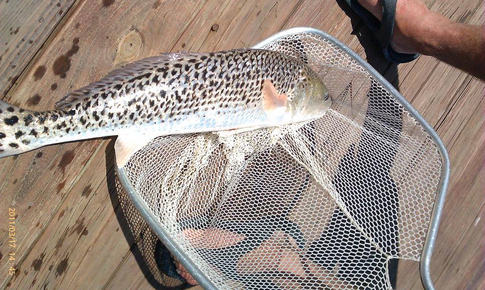 Whoa!!! Check out this spotted red on display in the Jetty Tank at Texas Parks and Wildlife - Sea Center Texas named "Pepper"!! Originally caught in the Port Aransas area by Rebel Charters. The fisherman were trying to sight fish to what appeared to be a speckled trout....THEN... SURPRISE!!!