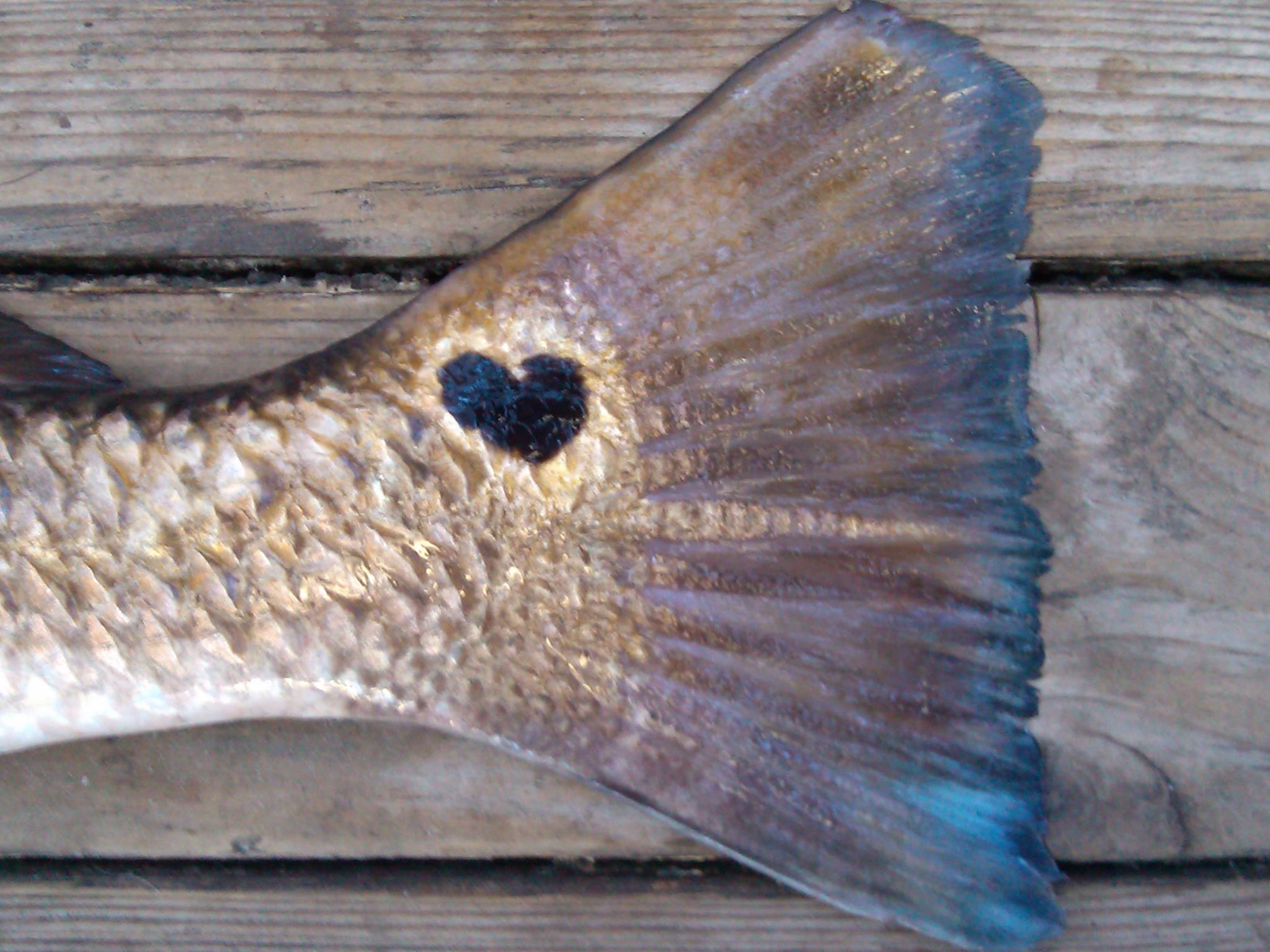 Now this is cool...Texas loves their Redfish so much, the spots are shaped like a heart! Get your lady out fishing this weekend for reds, it beats the hell out of flowers and a card! Thanks to Troy Jason Butler for sharing this up...really neat, Troy!