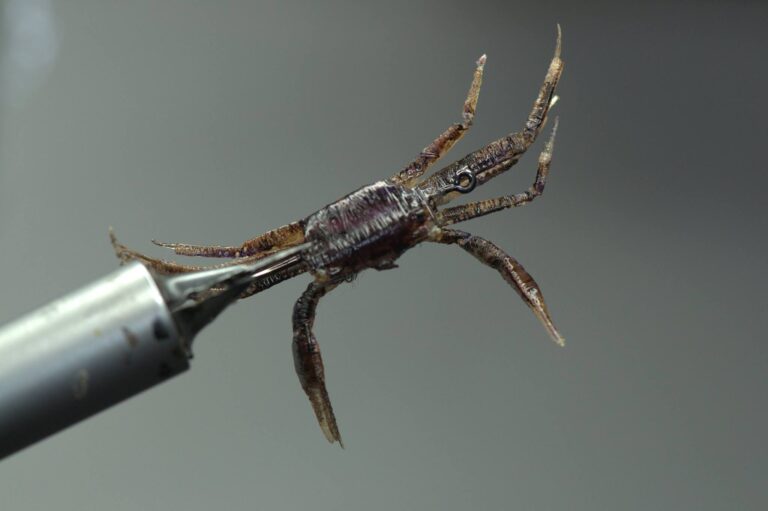 Purple Marsh Crab on #2 Saltwater Hook by realisticflytying.net’s Fred Hannie