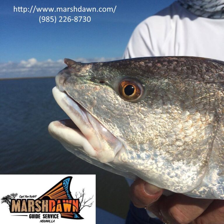 Rhino Redfish in Louisiana