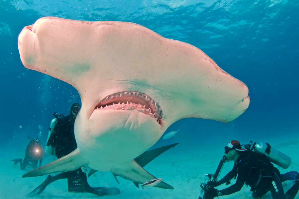 Pat Ford Photographs a Hammerhead up close.