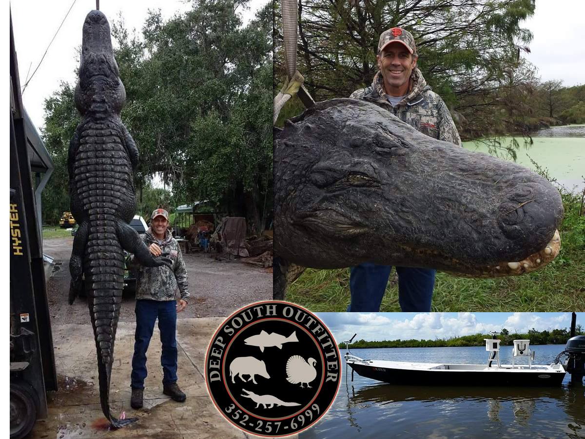 Recent HUGE 13 ft. Alligator caught near Crystal River by Bill Henderson of Deep South Outfitters.