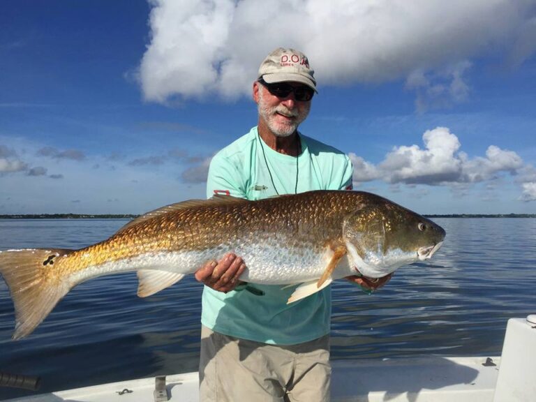 Jensen Beach Redfish chow down on the DOA Shrimp