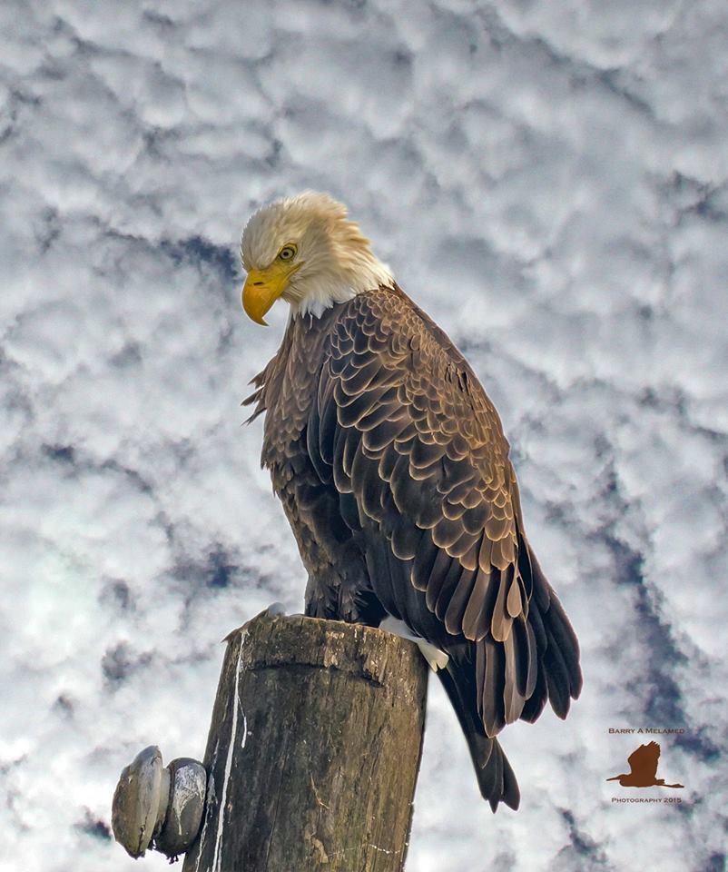 fishing-bald-eagle-florida