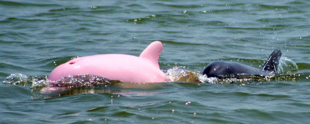 pinky-pink-dolphin-Captain Erik Rue of Calcasieu Charter Service