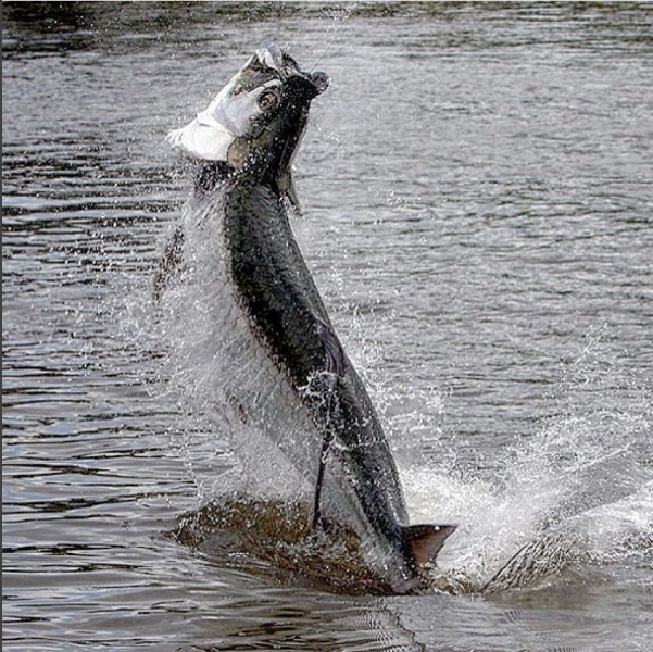 Tides help you catch big fish like this monster tarpon!