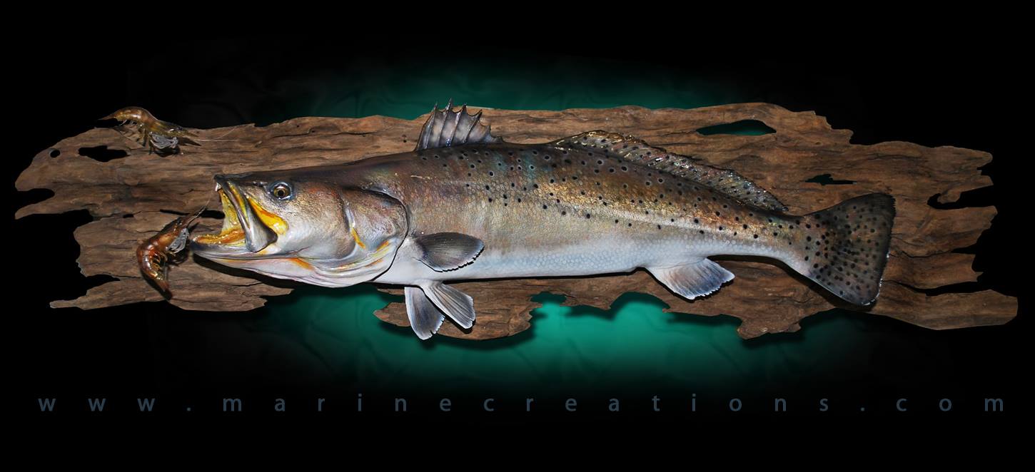 Speckled Trout fish mount by Marine Creations