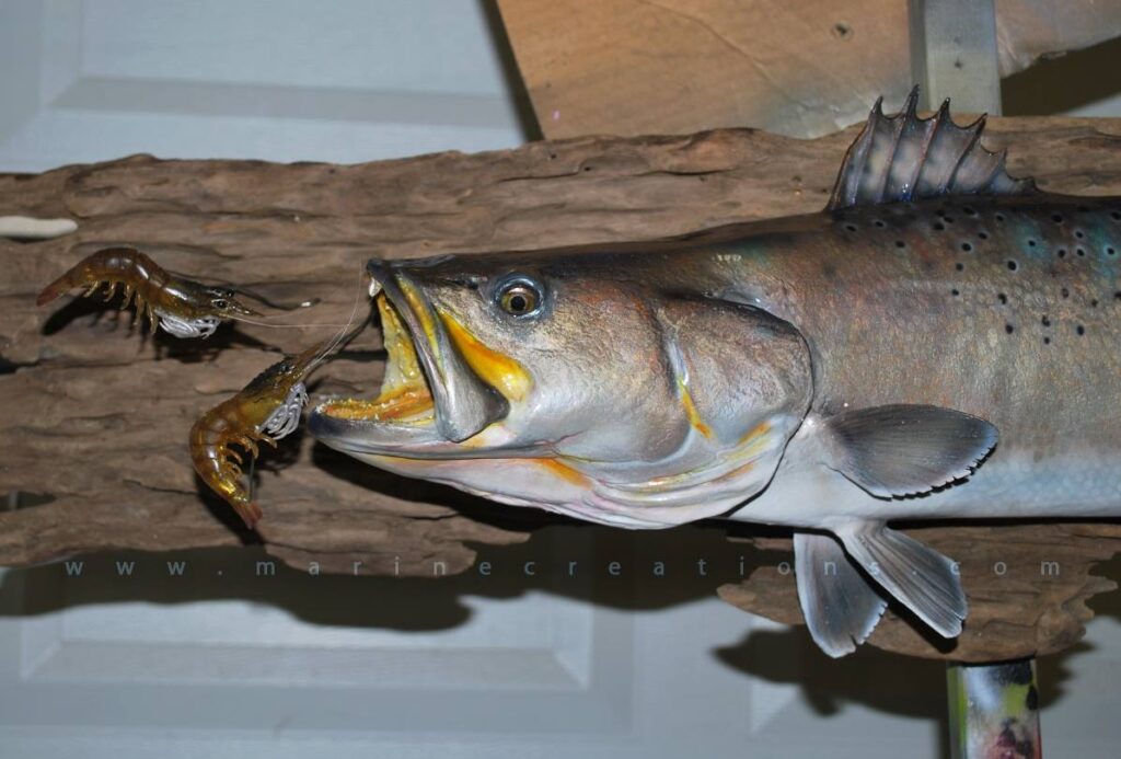 Fish-Mounts-29-inch-seaTrout-Marine-Creations-Taxidermy