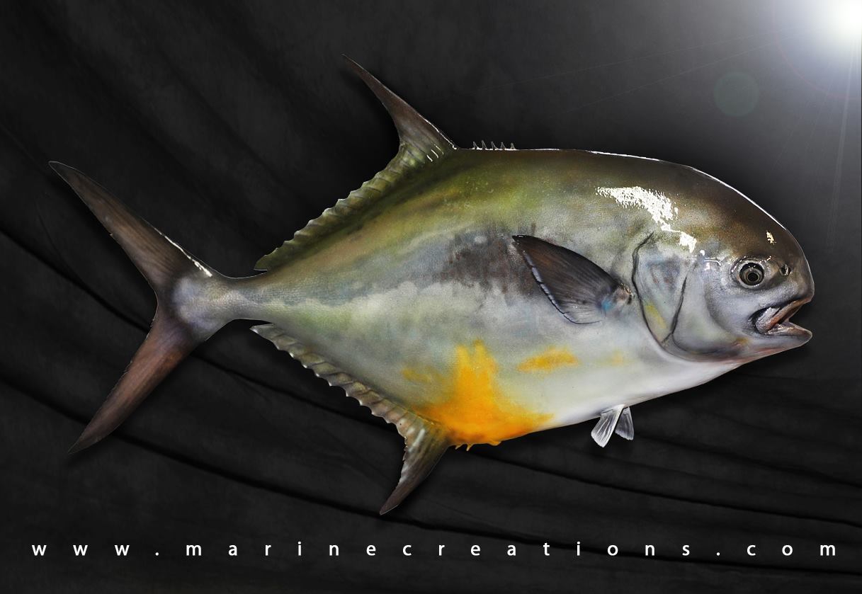 Permit fish mount by Marine Creations