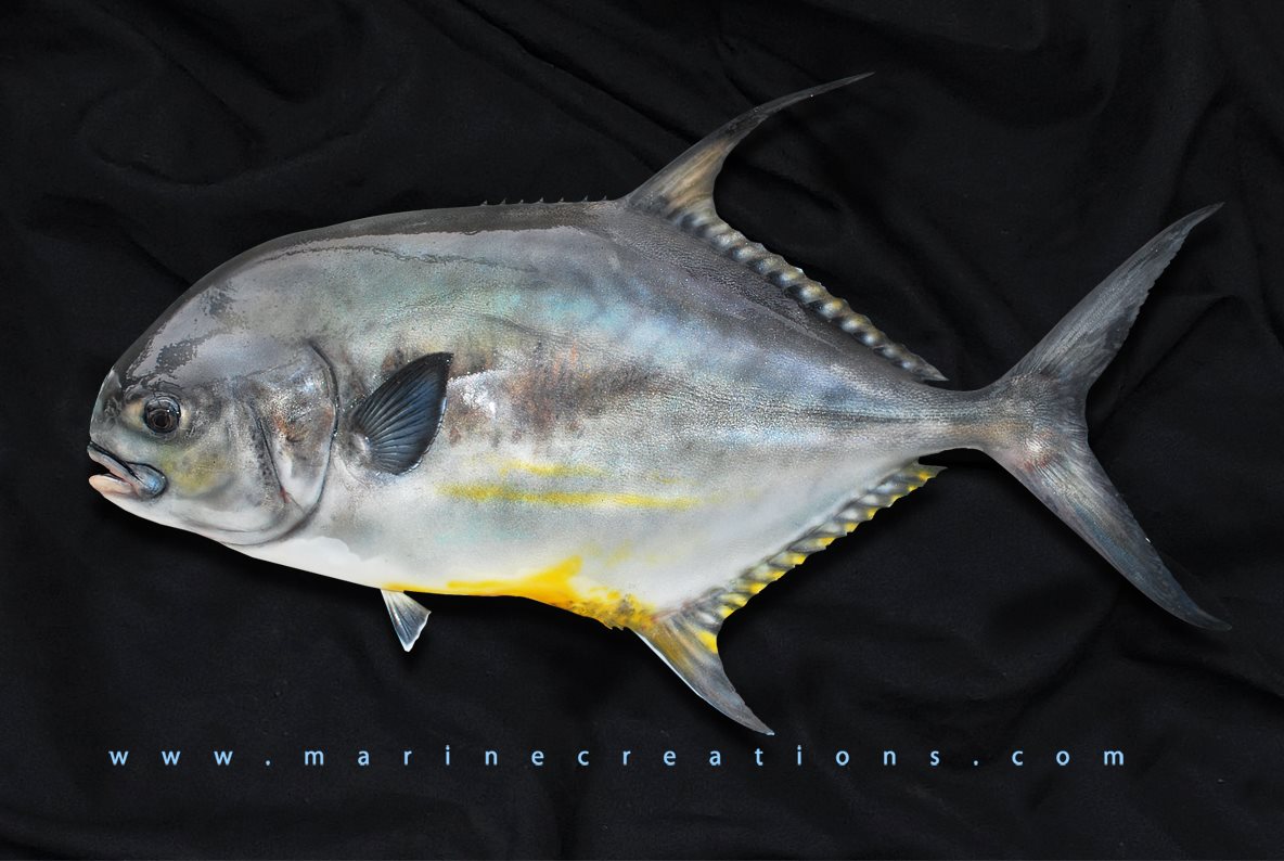 Permit fish mount by Marine Creations