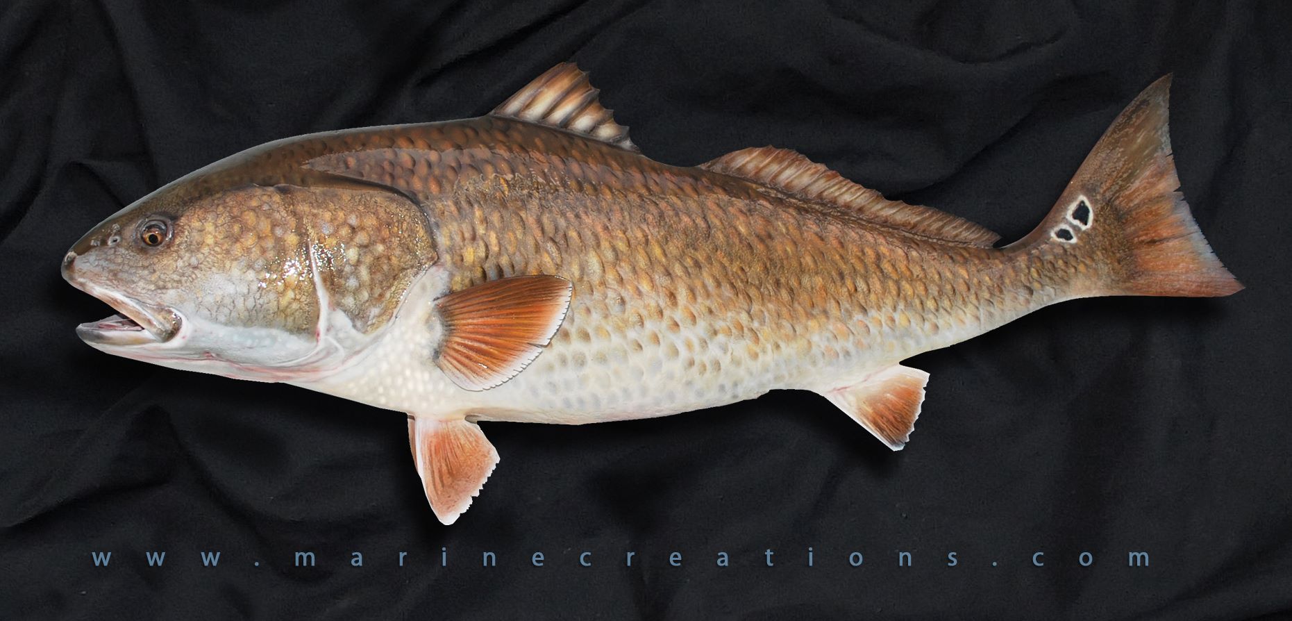 Redfish mounts by Marine Creations