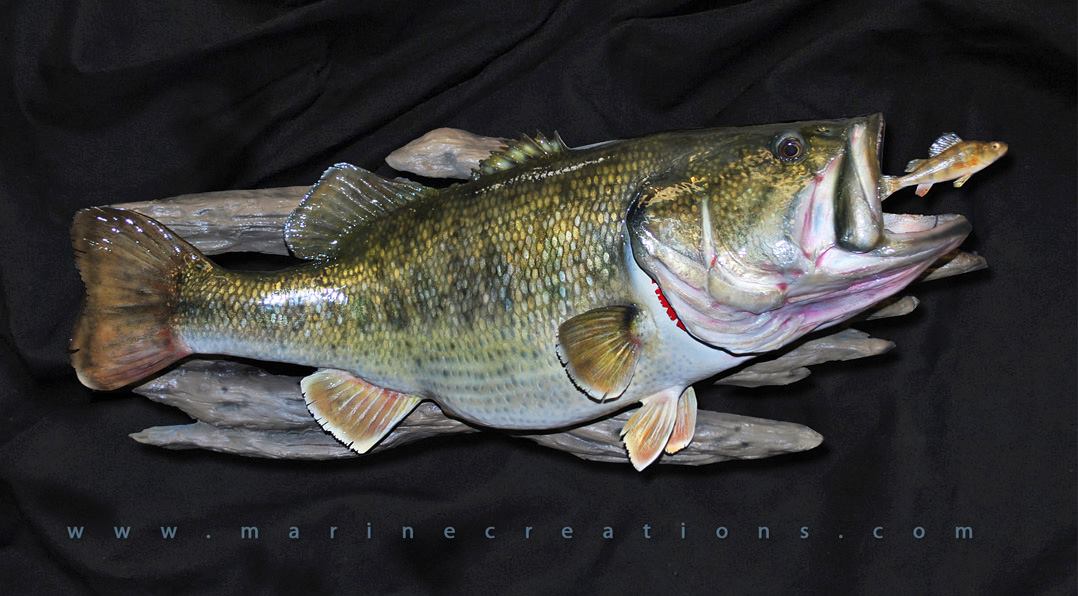 Largmouth Bass by Marine Creations