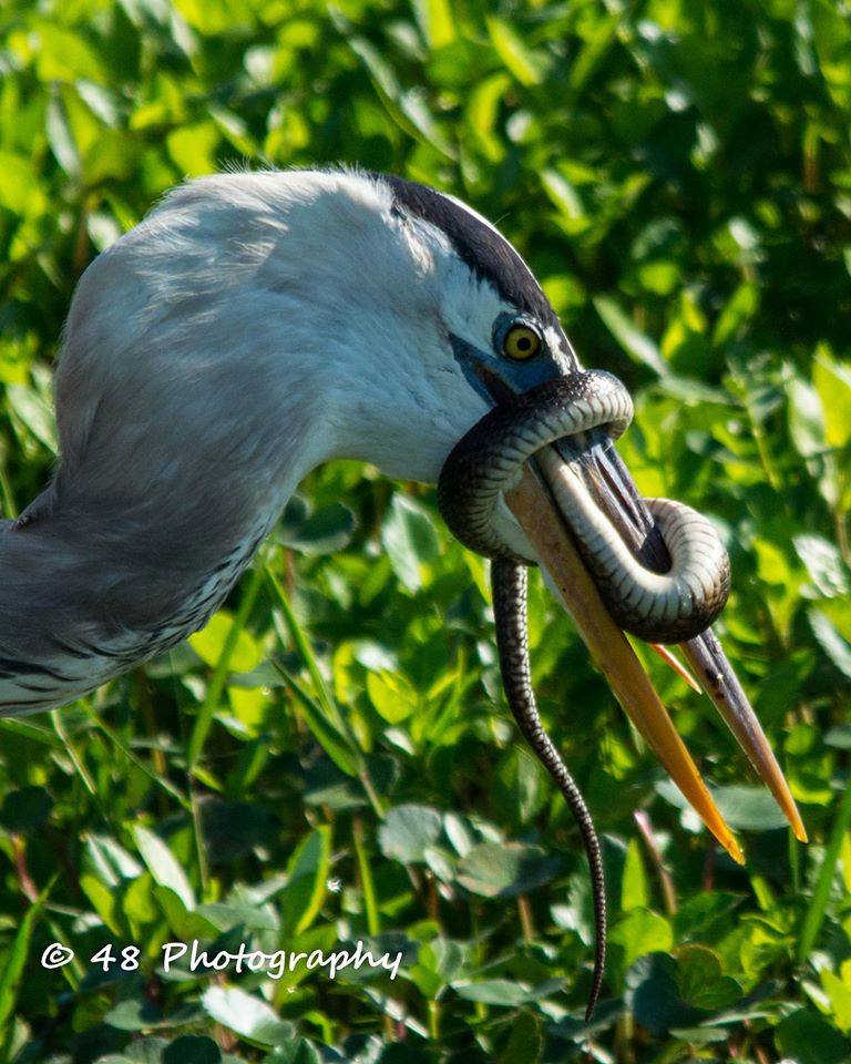 Blue Heron at the Spaghetti buffet